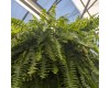 Boston Fern